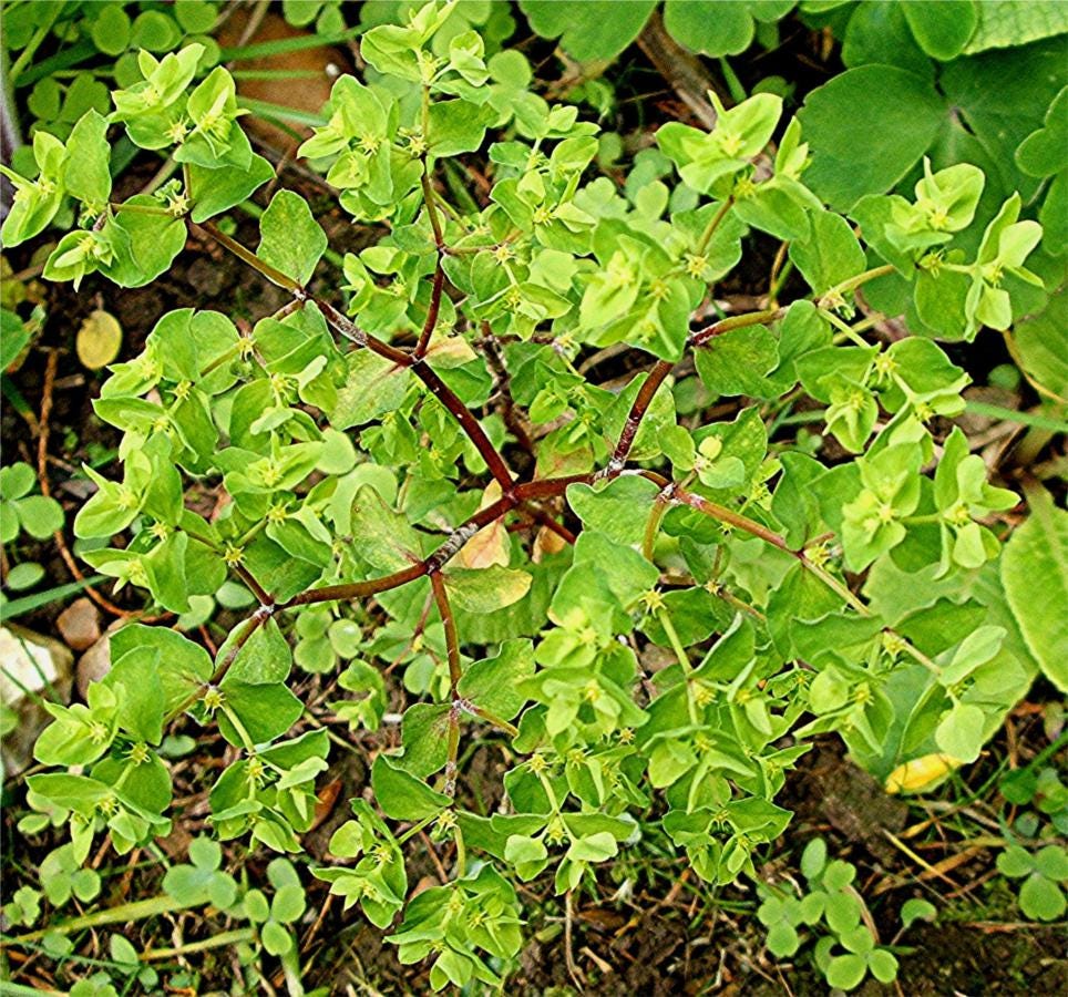 Petty Spurge | NatureSpot