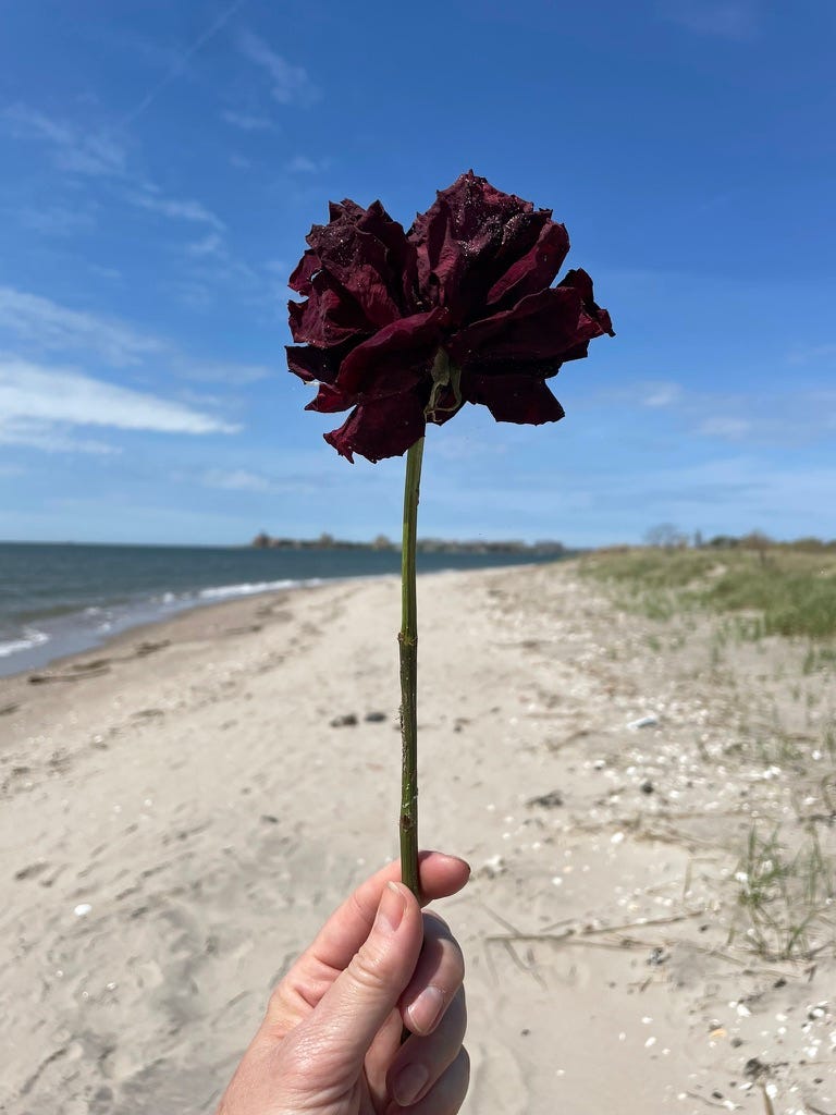 flower dried beach