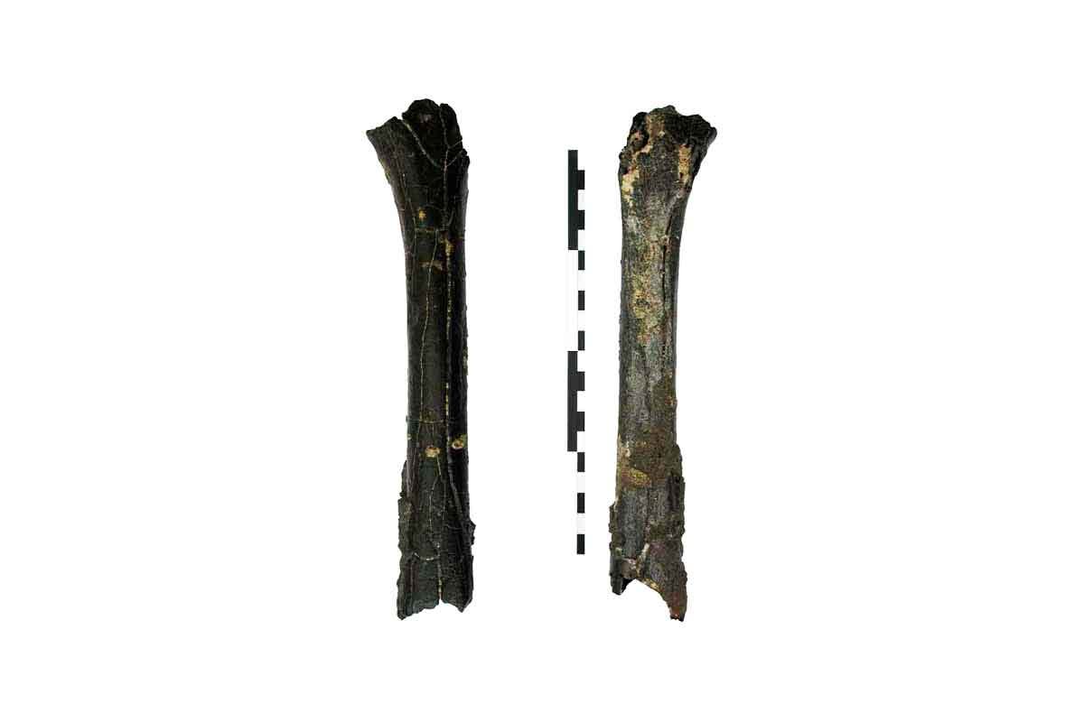 Primate femur found at TM 266 Primate femur found at TM 266