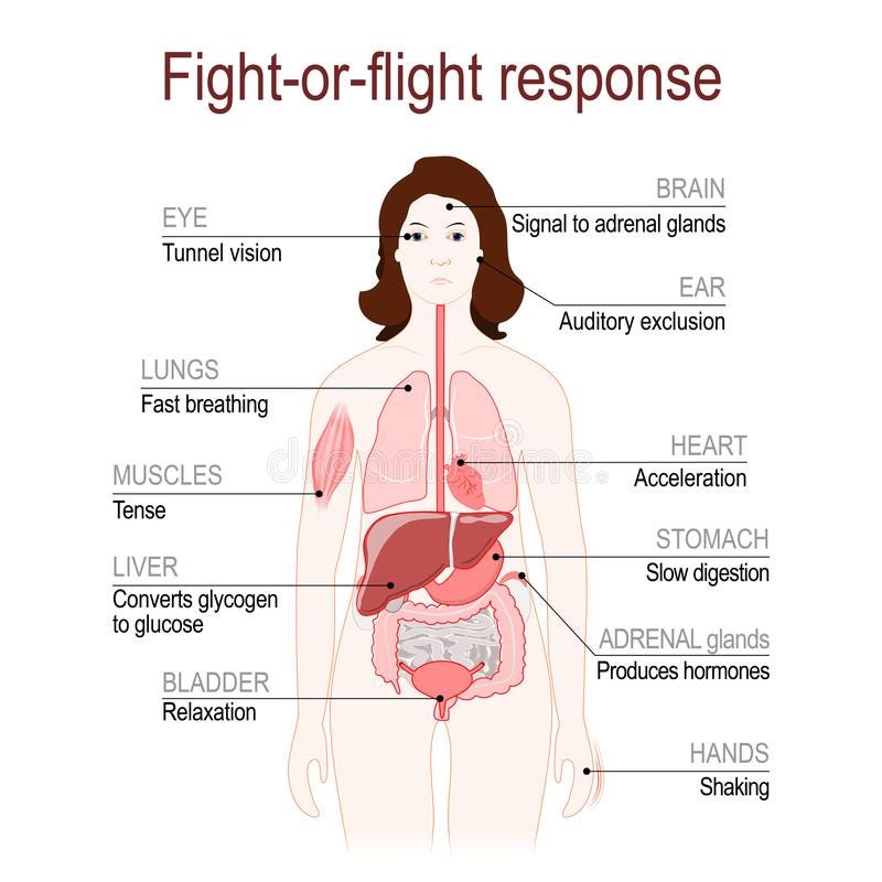 Free Fight-or-flight Response. Stress Response System Royalty Free Stock Photo - 125142375