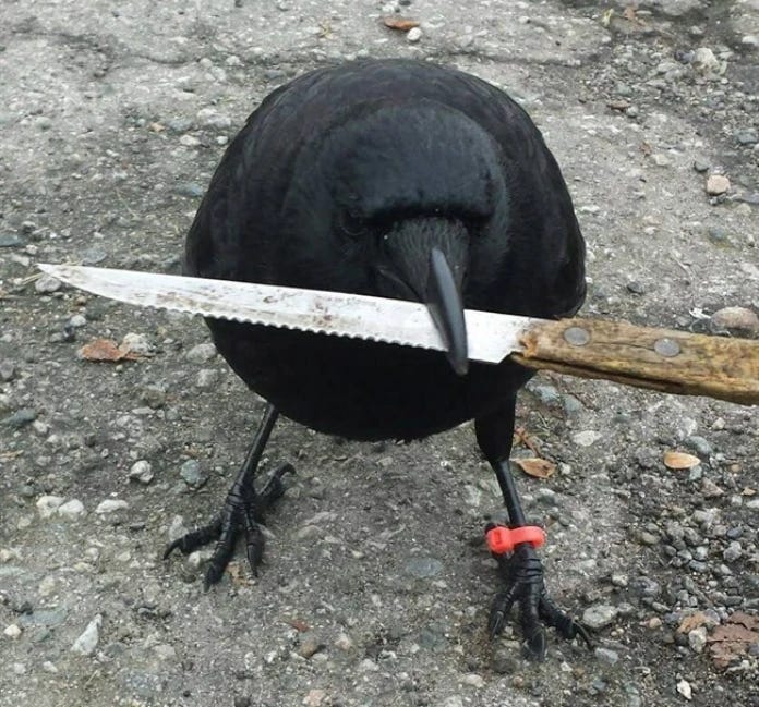 A picture of Canuck the Crow holding a serrated steak knife in his beak. The crow has a red band around one leg.