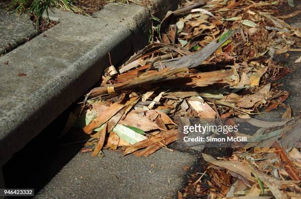 Eucalyptus bark clogging a storm drain.