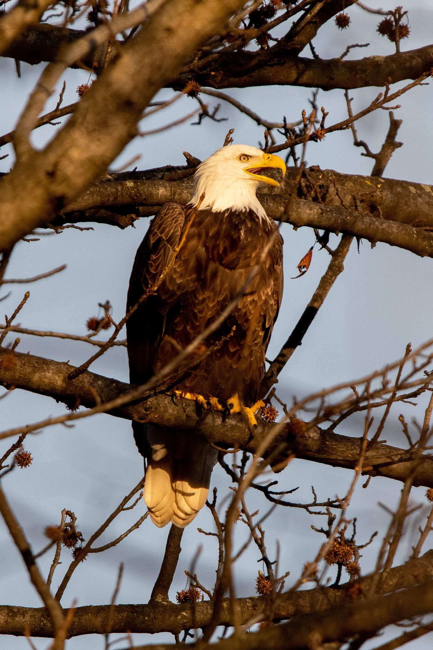 A bald eagle vocalizing, its beak open, as it perches in a sycamore during the golden hour