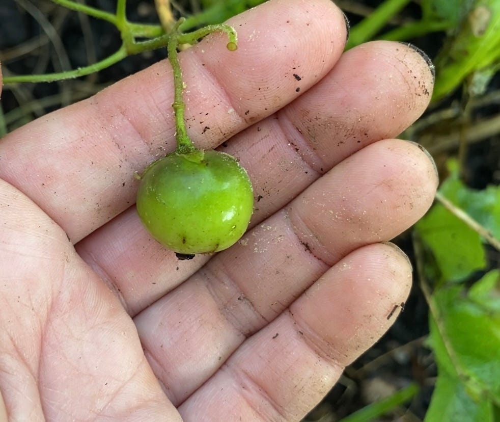 green potato fruit attached to plant held in a dirty hand