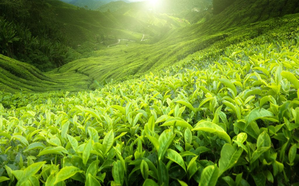 AVFC tea plantation