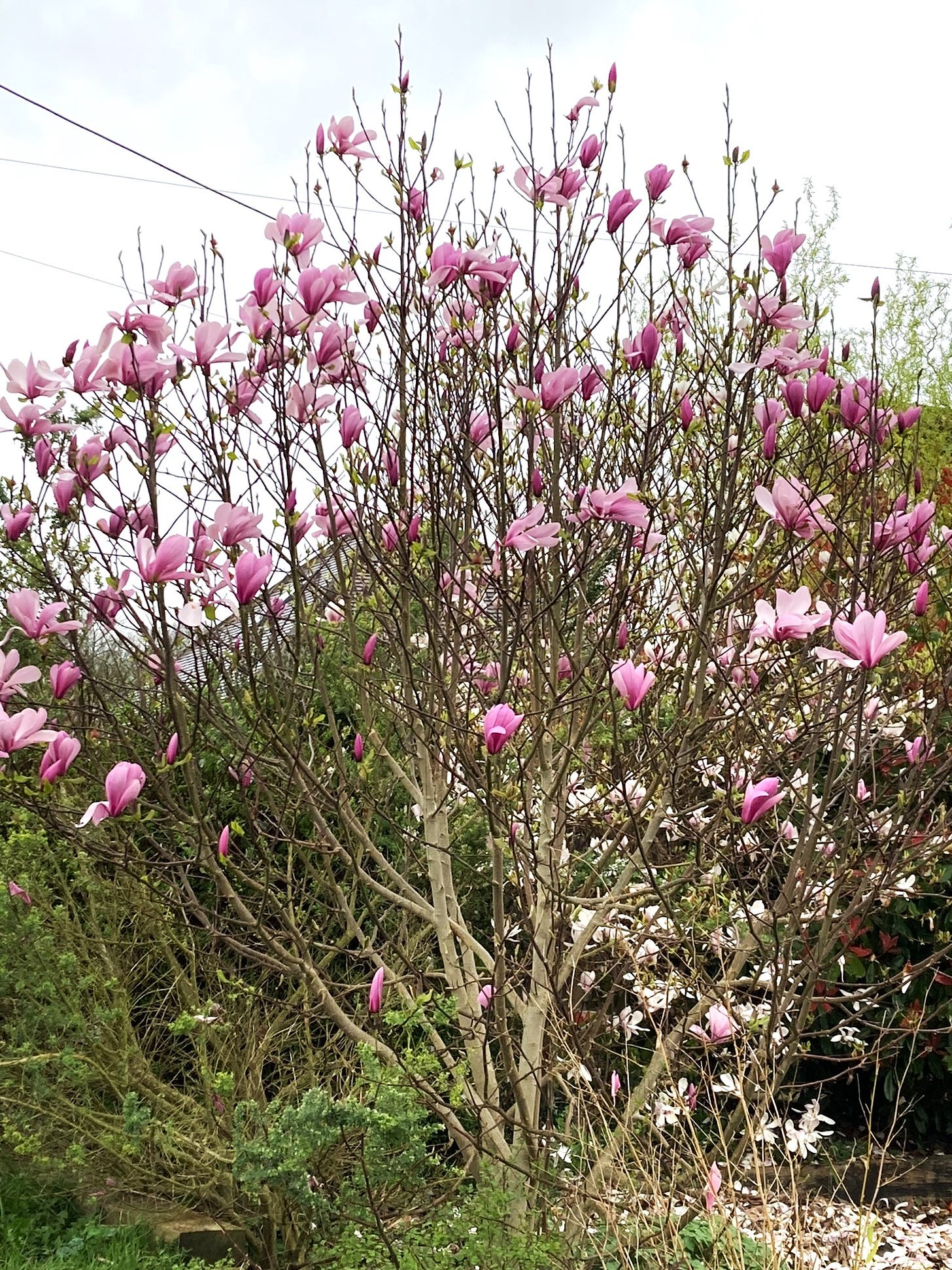 A magnolia tree takes up most of this photo. It is covered in pink flowers with green leaf buds beginning to also show.