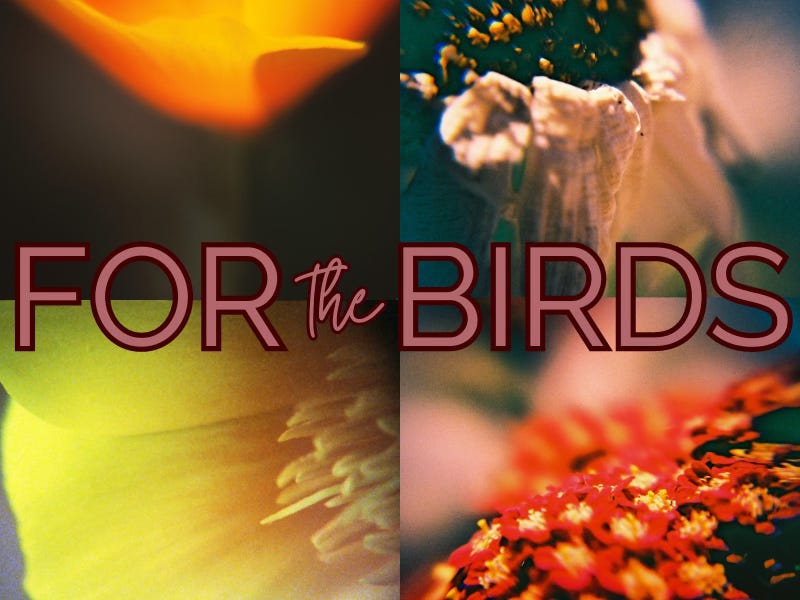 The For the Birds logo, with four macro flower images in the background.