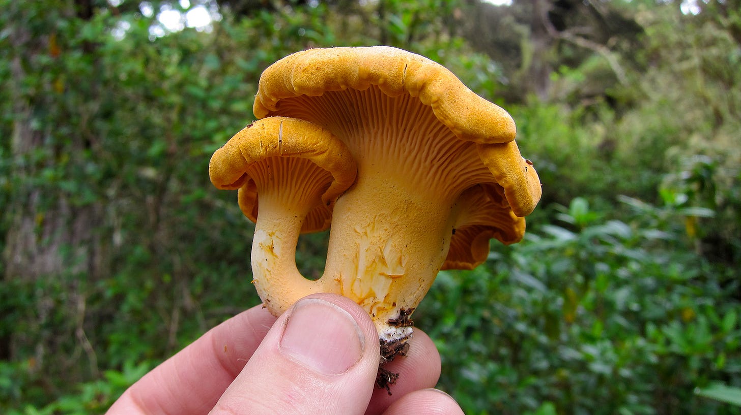 A perfect pair of chanterelle mushrooms. 