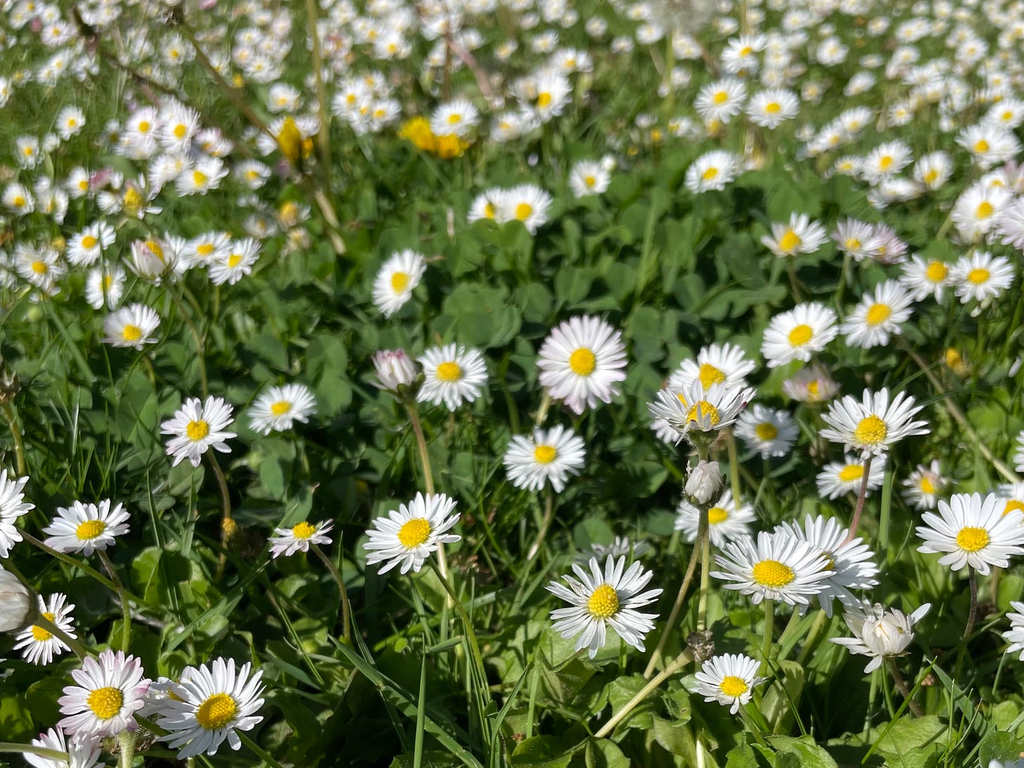 a field of small white daisies with yellow centers in green grass