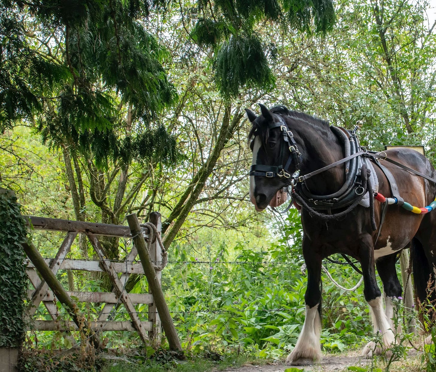 Photo of Monty the horseboat horse via Michael Weir at Unsplash.