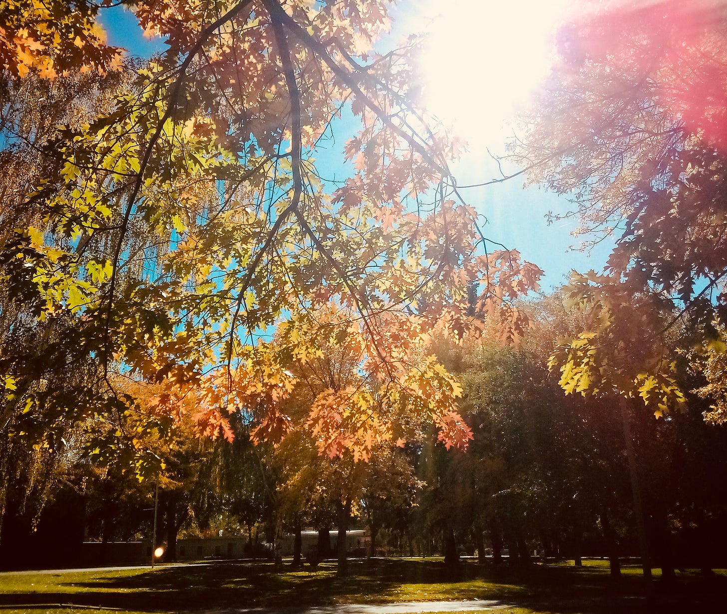 Sun shining through autumn trees