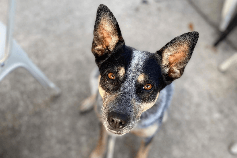 Scout the blue heeler sits on a concrete outdoor patio, looking up at the camera with soft eyes and large pointed ears