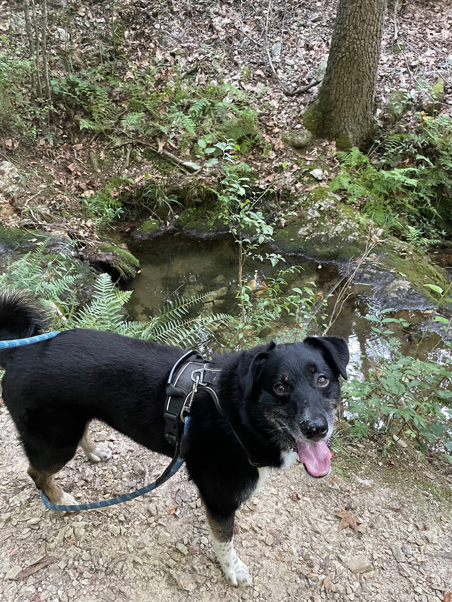 black dog with brown eyes smiles at camera while standing on a forested path