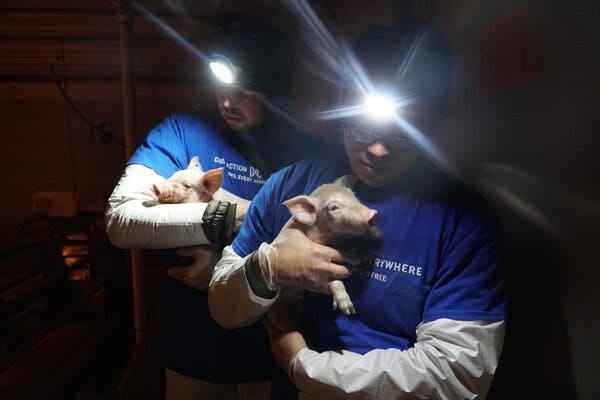 Two men carry piglets in their arms, wearing blue shirts with white long sleeve shirts underneath as well as blue caps and headlamps. 
