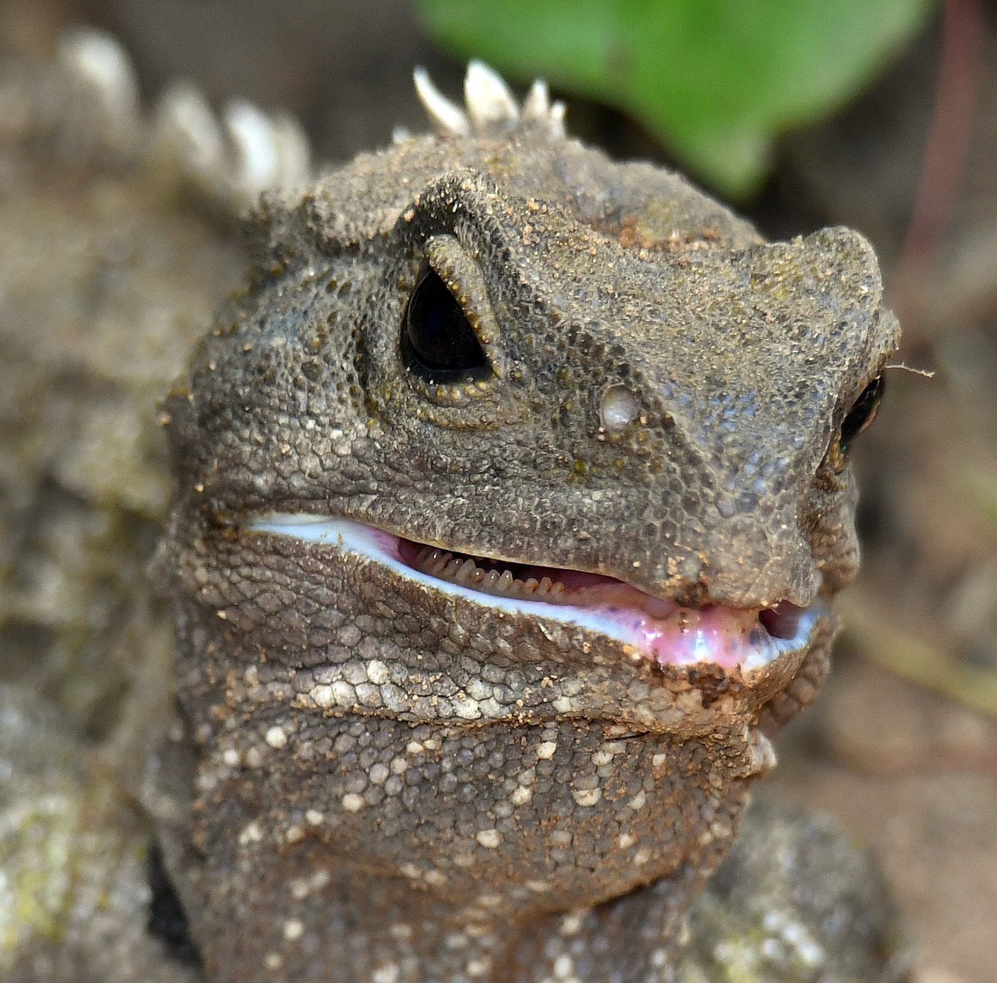 Climate presents challenge for tuatara | Otago Daily Times Online News