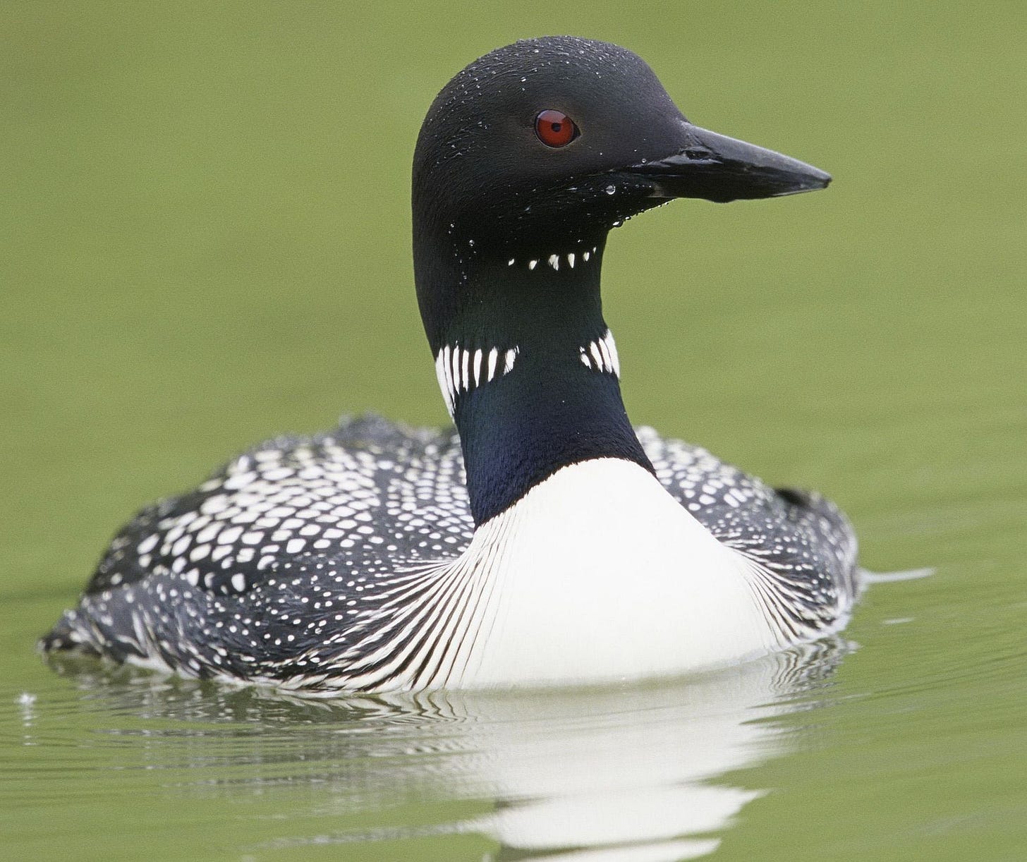 A loon with black and white feathers and red eyes swims on green water.