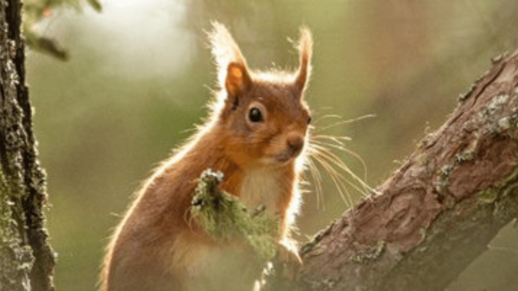 The Cairngorms National Park