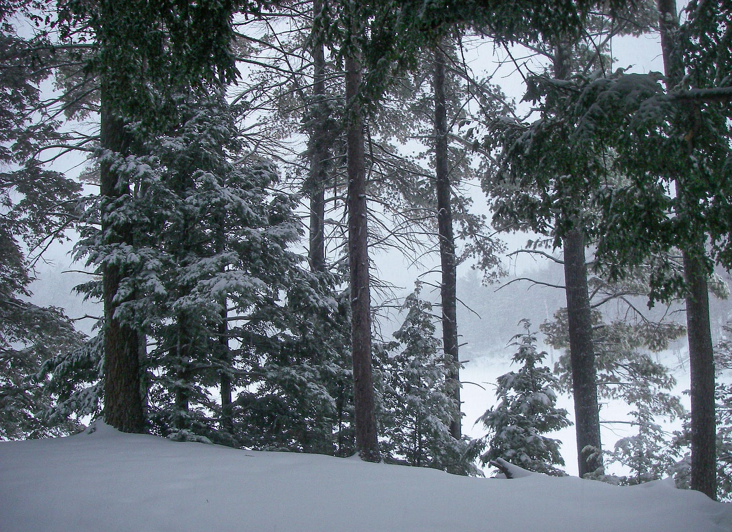 Snow covered trees