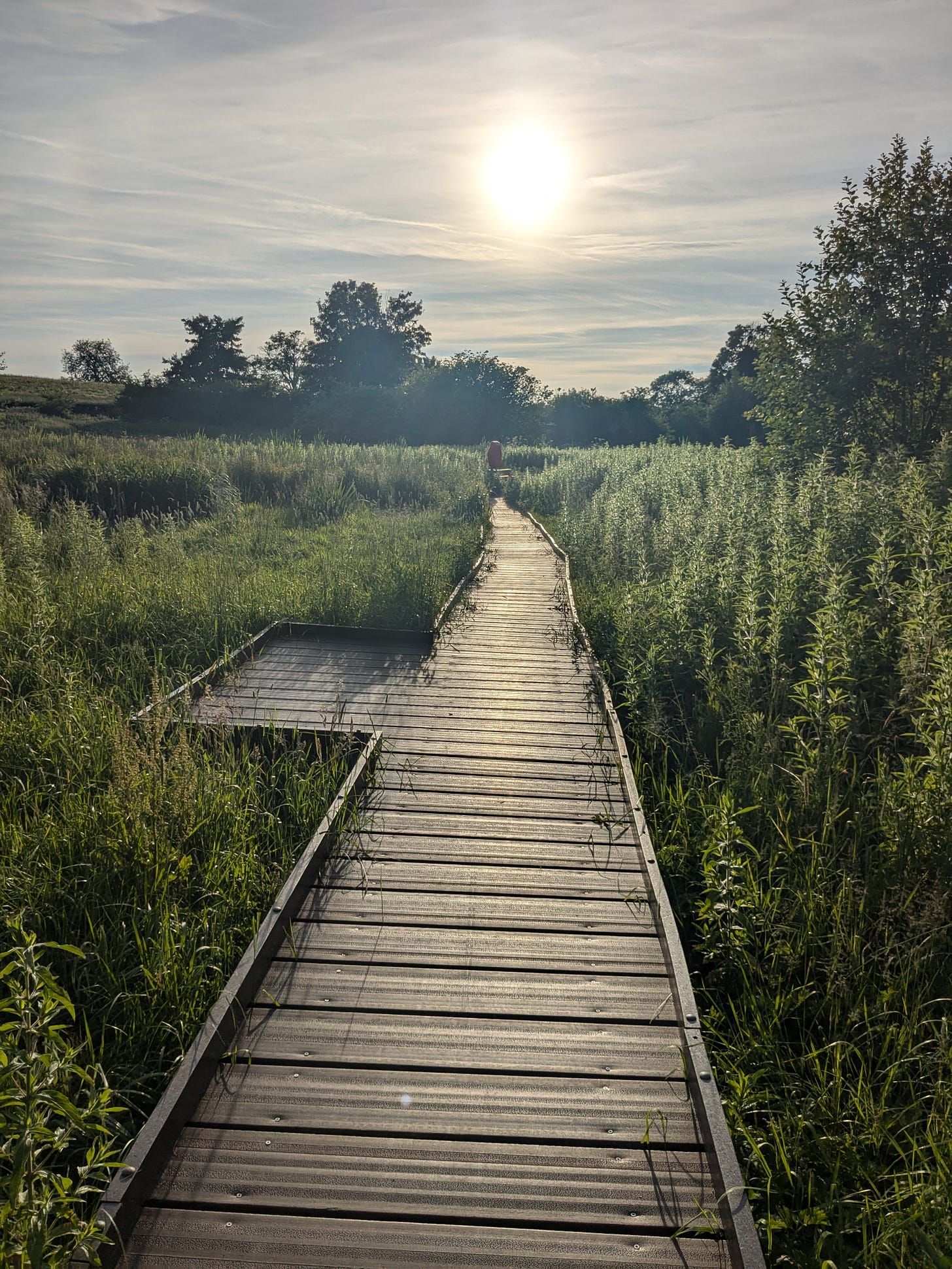 Photograph showing hazy sun lo win the sky above a boardwalk through wetlands. There are tall plants and grasses and the sun ins reflected on the planks of the boardwalk