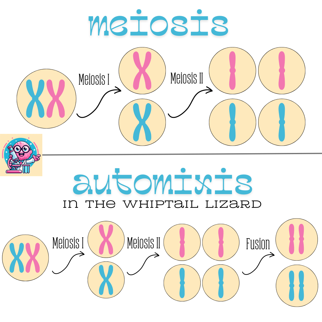 cartoon schematic of meiosis and automixis in the whiptail lizard