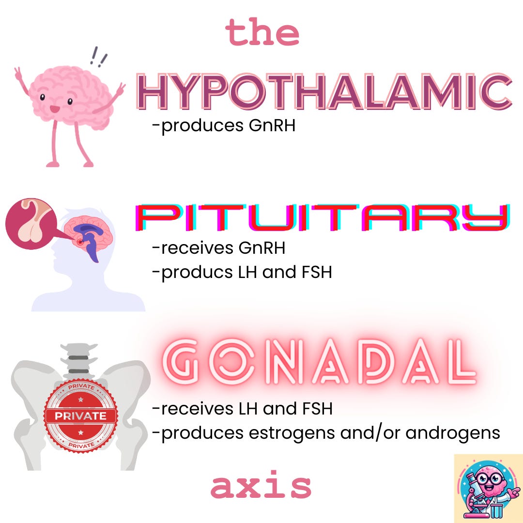 Graphic explaining the hypothalamic-pituitary-gonadal axis