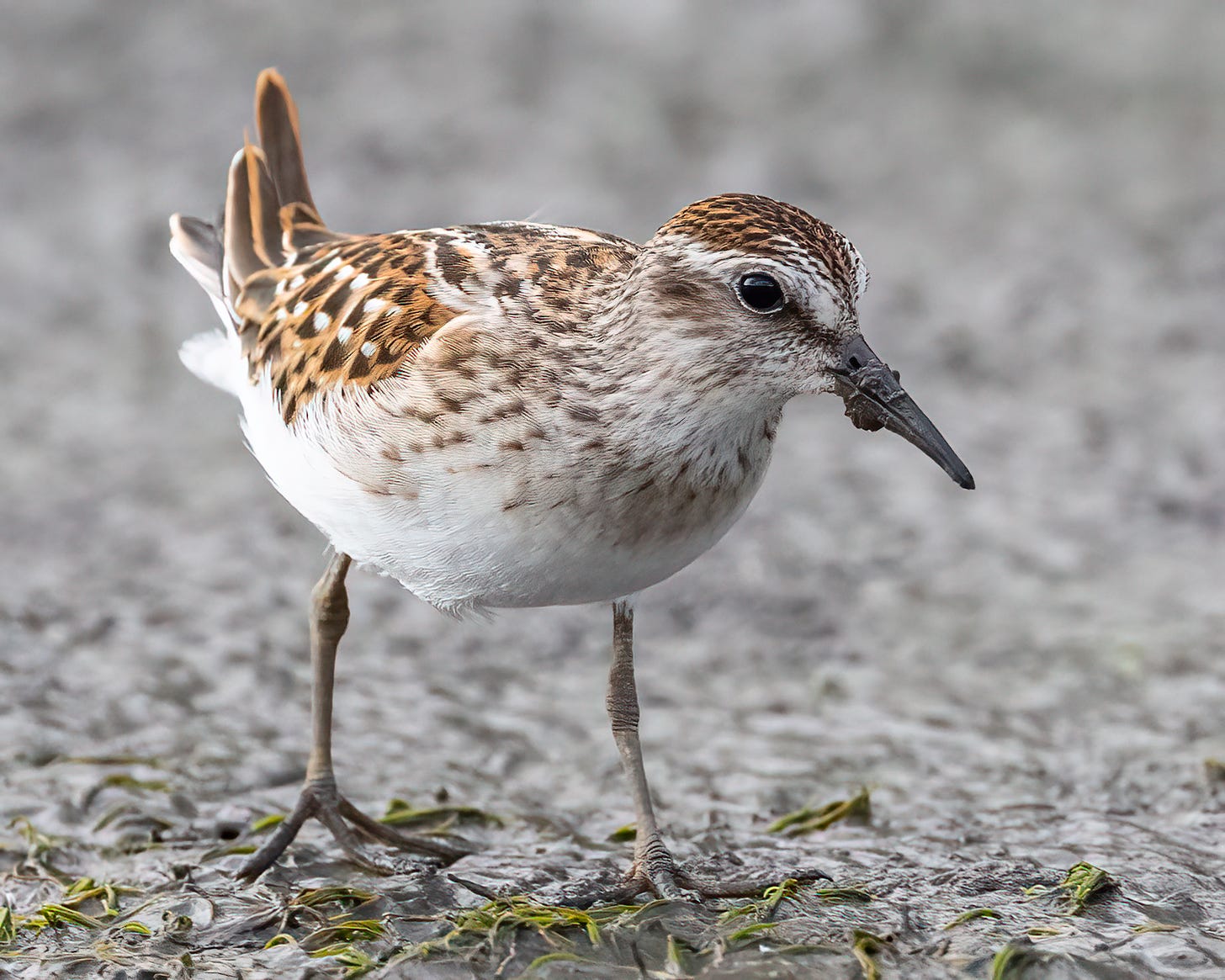 The least sandpiper is a very small bird. In this photo, he is standing on a diagonal to the photographer, looking toward the camera. He has been probing in the soil, and there's mud on his beak. His body is covered in rusty brown and black feathers, as is his head. He has a white stripe above his eye.