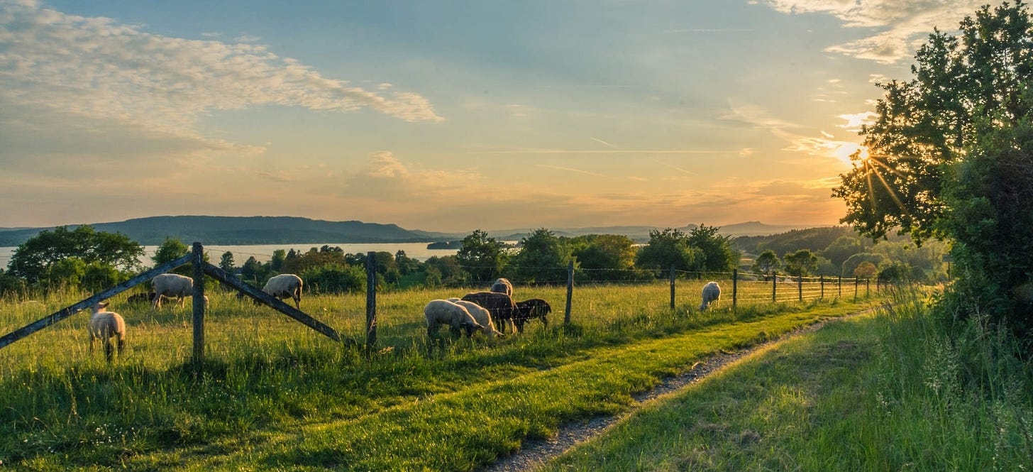 Sheep grazing a pasture at sunset