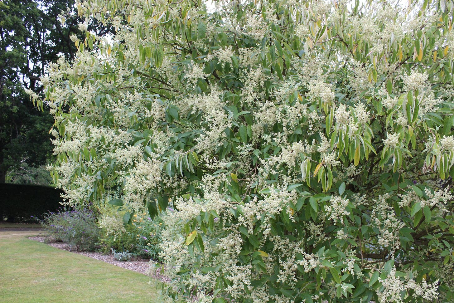 a white shrub