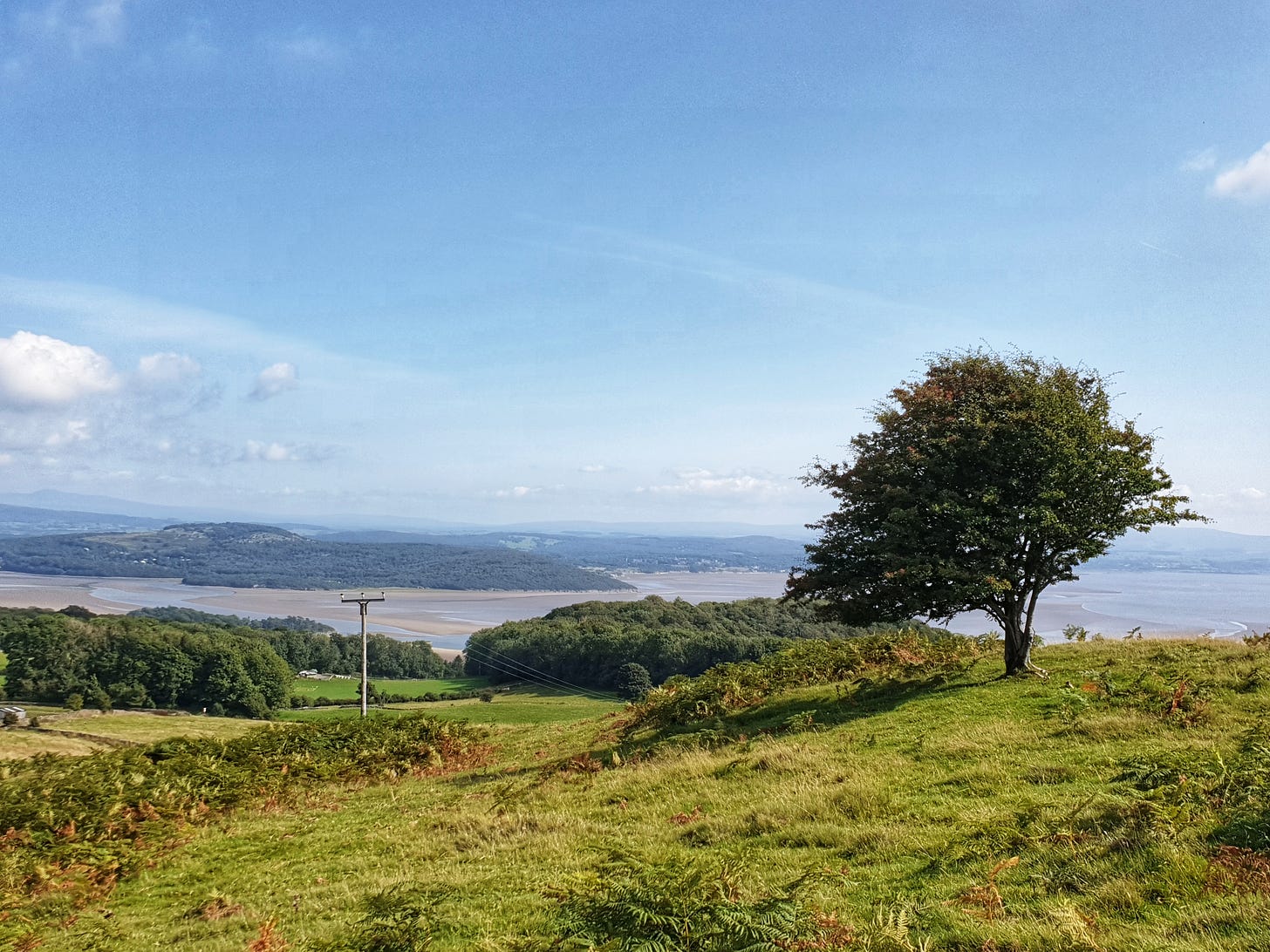 Tree on Hampsfell in Cumbria overlooking Morecambe Bay on a summers day