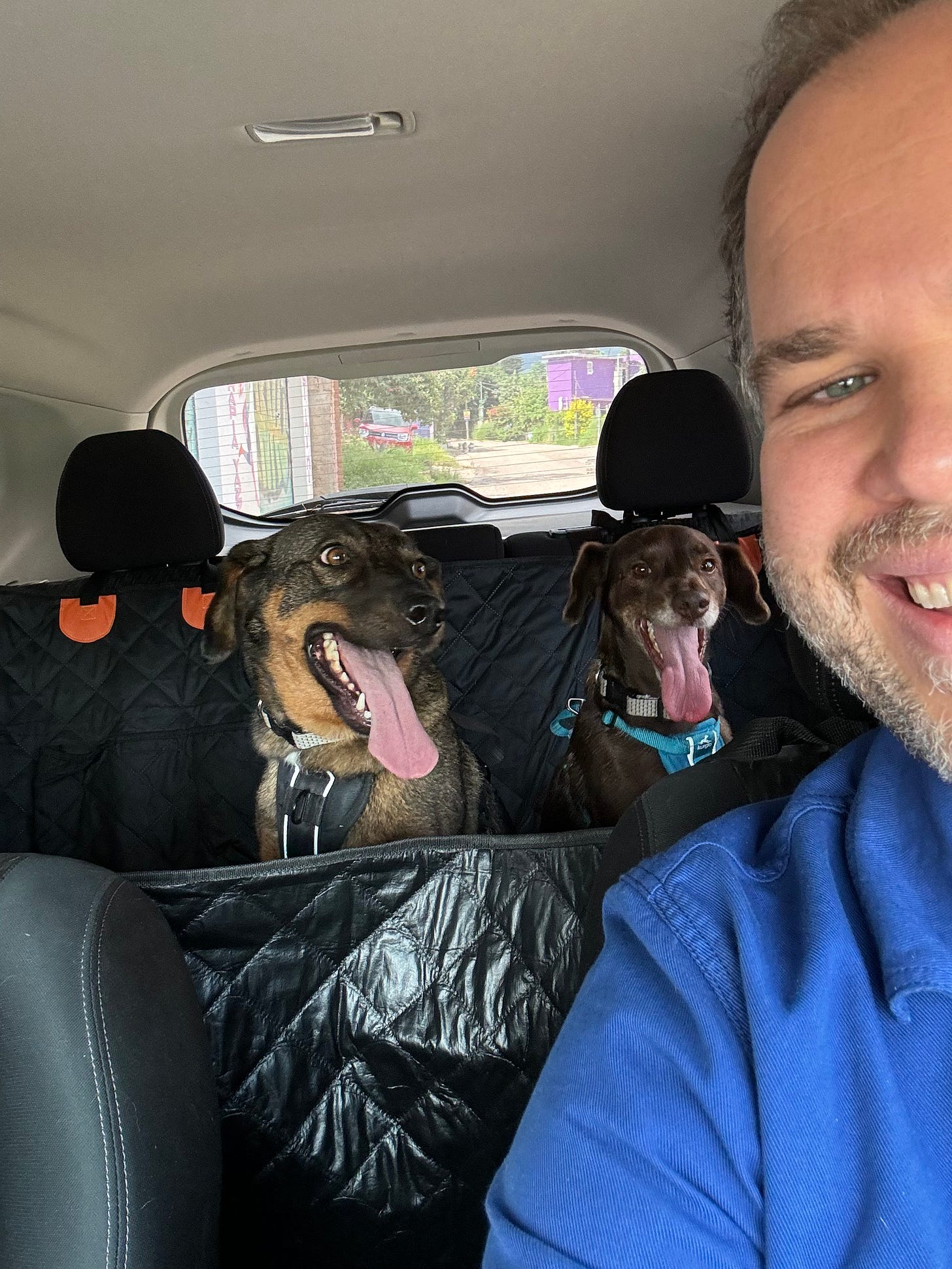 The two dogs in the backseat with my face appearing on the right side of the image.