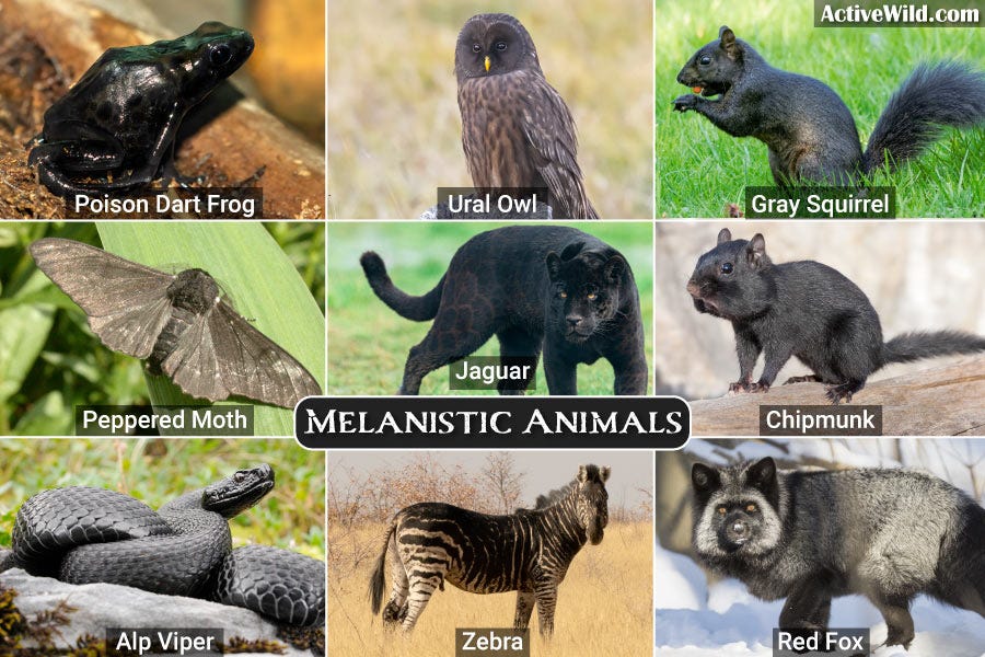 Melanistic Animals Pictures & Facts, What Is Melanism In ...
