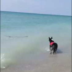 dog staring at stick in water a few feet away