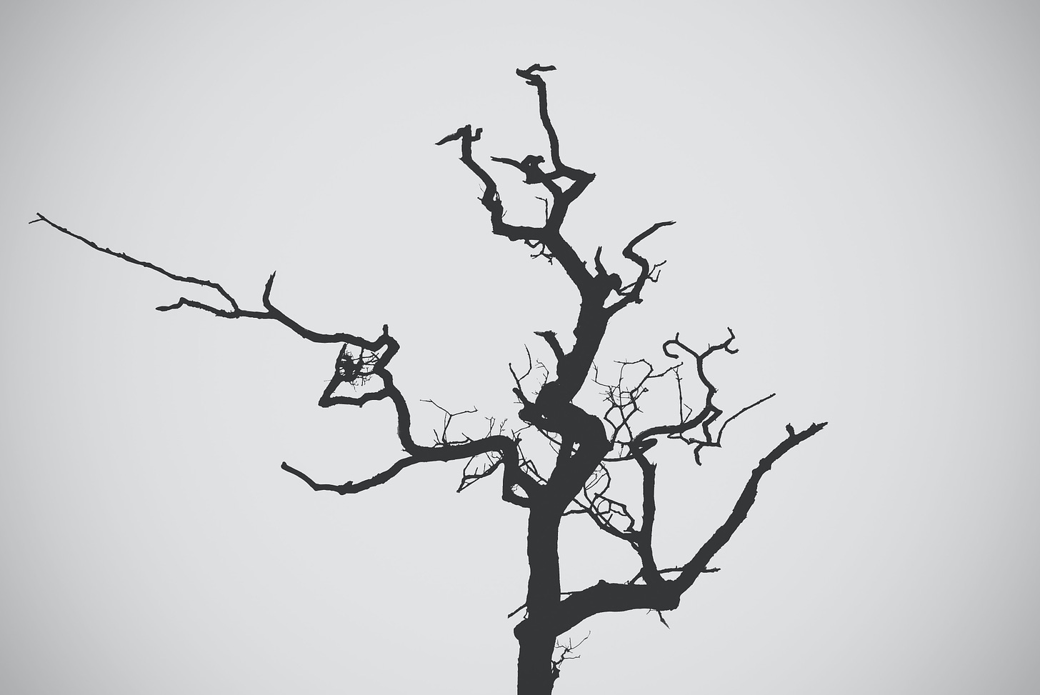 A leafless tree silhouette against a grey background.