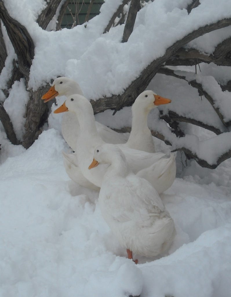 Ducks in snow