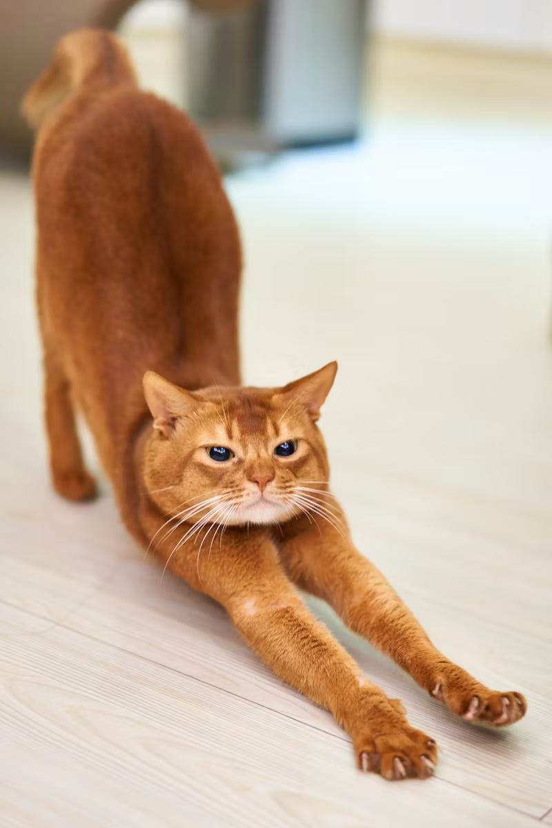 An orange cat stretches on a light wood floor.