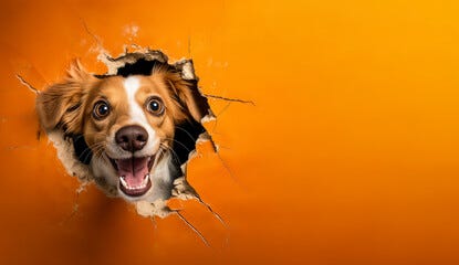 Dog with shocked surprised expression peeking through hole in cracked wall hole. Wide banner with copy space on side. Generative AI