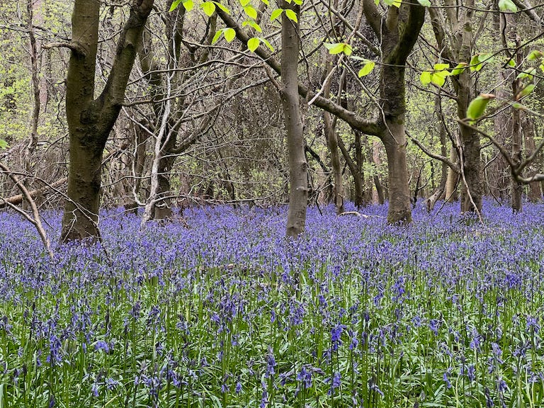 Photo by Author — Bluebells (Hyacinthoides non-scripta) in my local wood