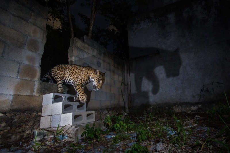 la imagen de un jaguar atravesando un muro mientras su sombra se refleja en la pared