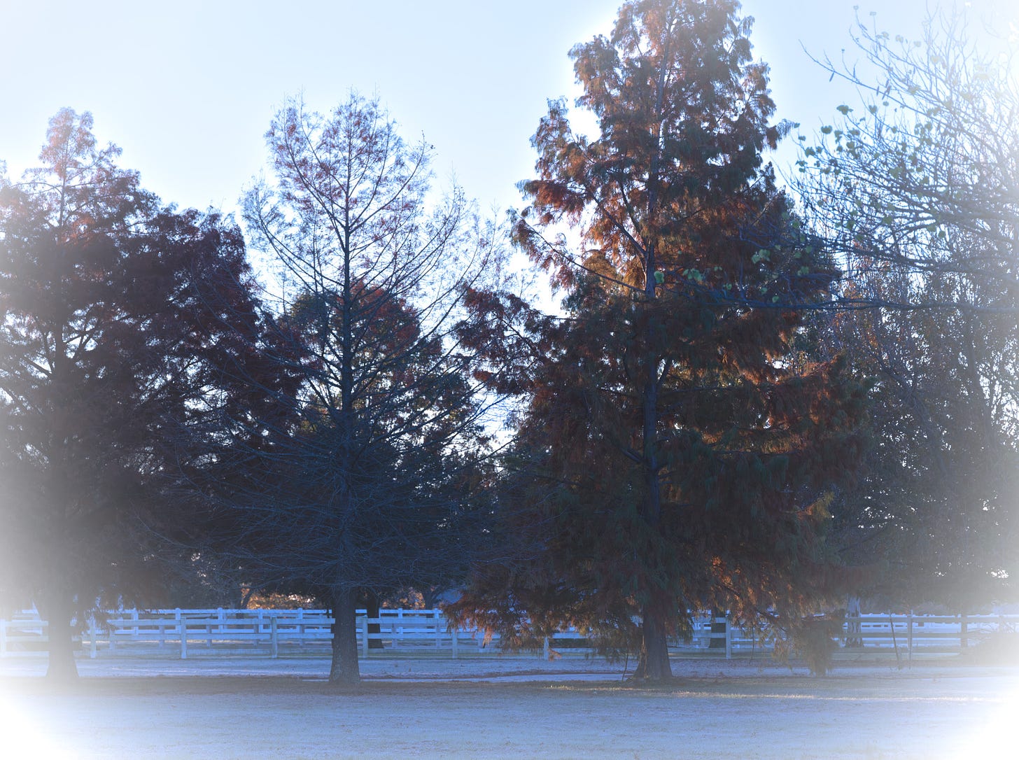landscape at sunrise with frost on the ground, the sun reflecting off the reddish cypress tree in the center with other trees on either side and a white rail fence in the background