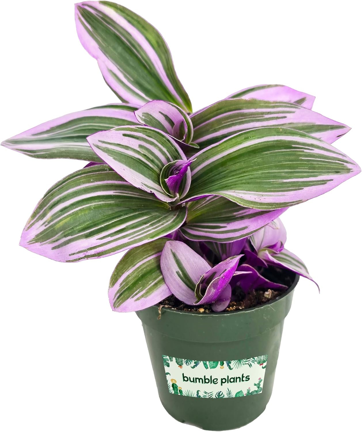 Tradescantia Bubblegum Nanouk Purple Plant