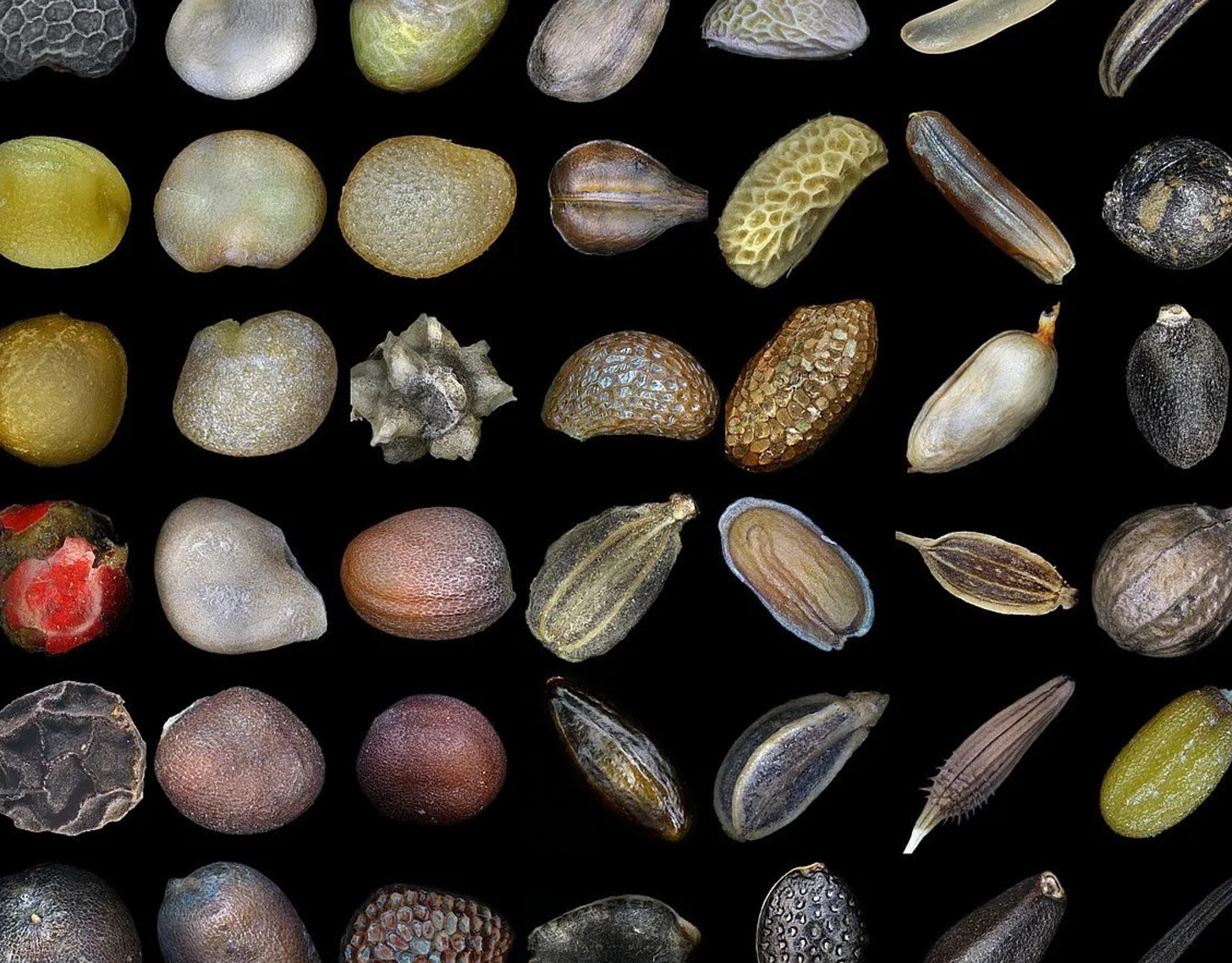 Image of Seeds