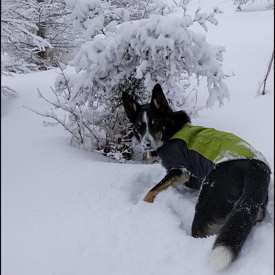 Dog sniffing snow