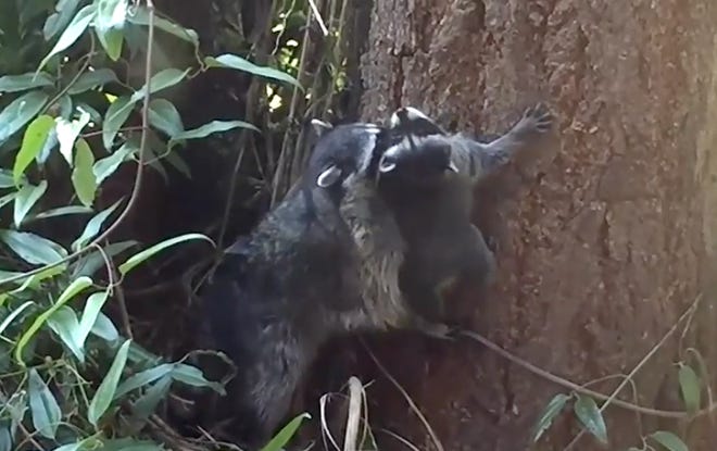 Mother Raccoon