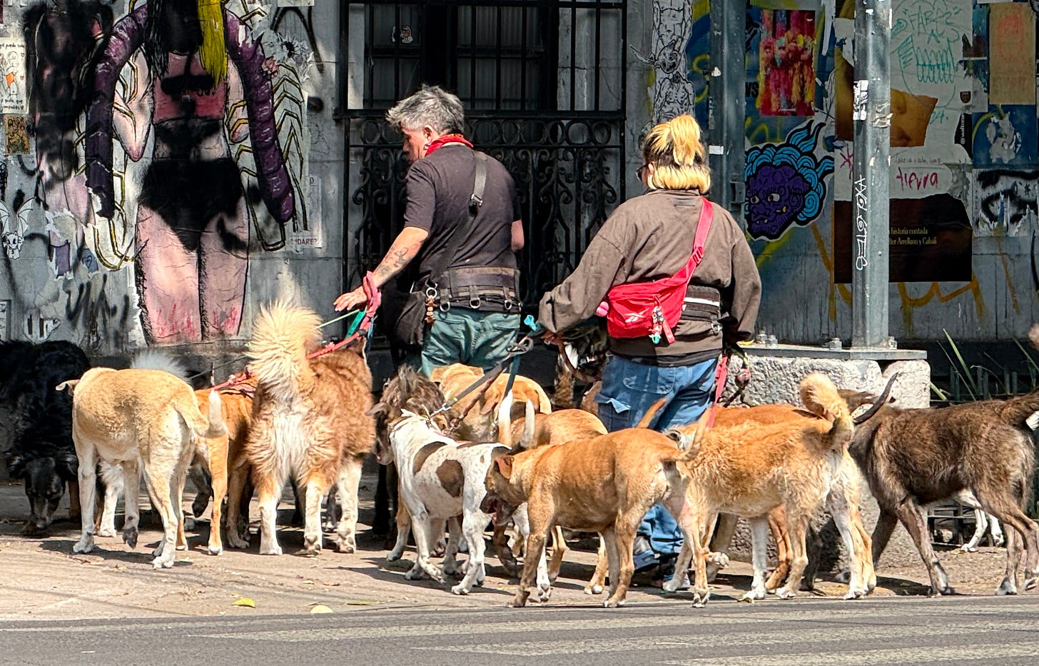 Lots of dogs with two dog walkers.