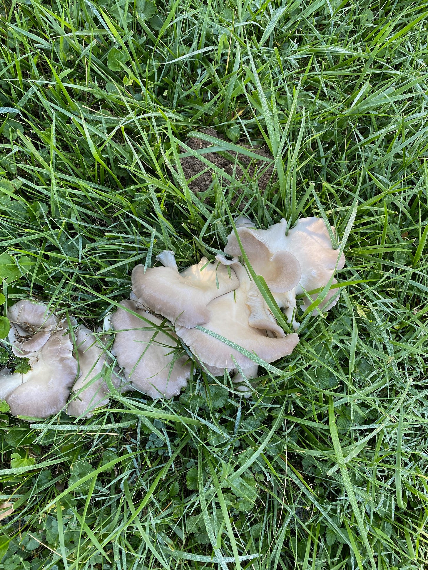 Oyster mushrooms emerging from the root of a stump 