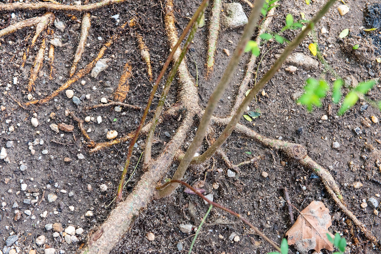 ID: Root suckers shooting up from exposed root