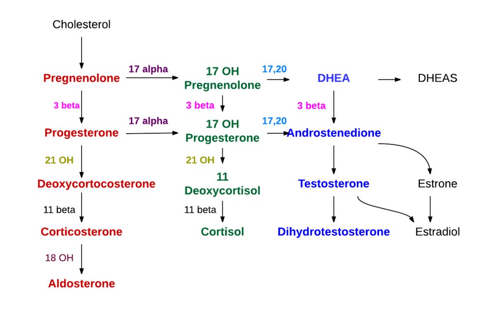 File:Adrenal steroid hormone synthesis.png - Wikimedia Commons