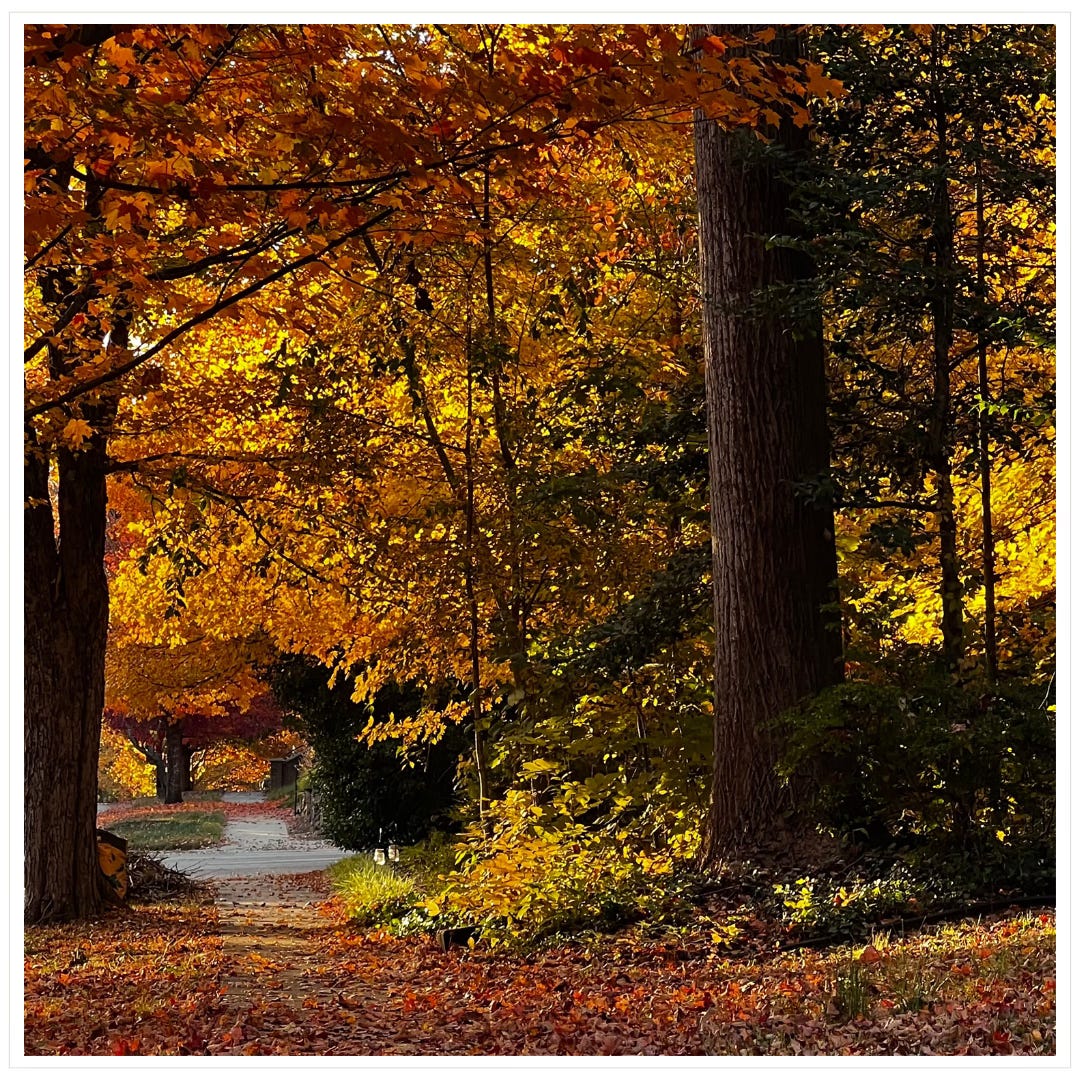 autumn tree-lined sidewalk