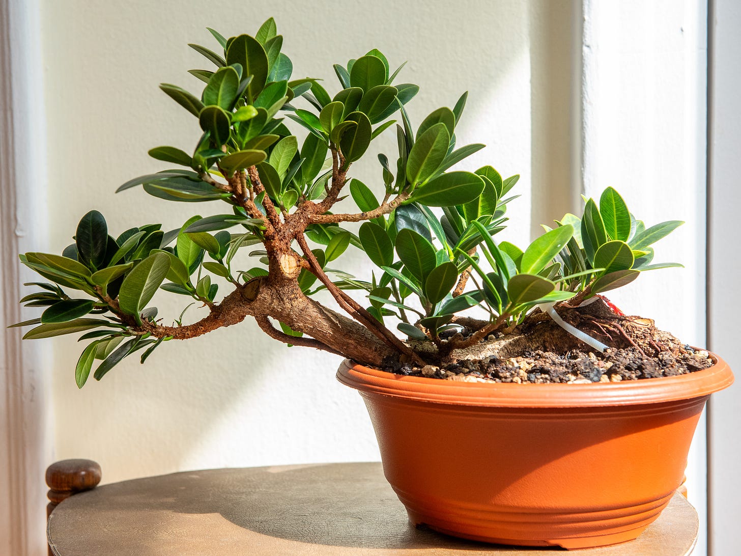 ID: ficus microcarpa raft bonsai