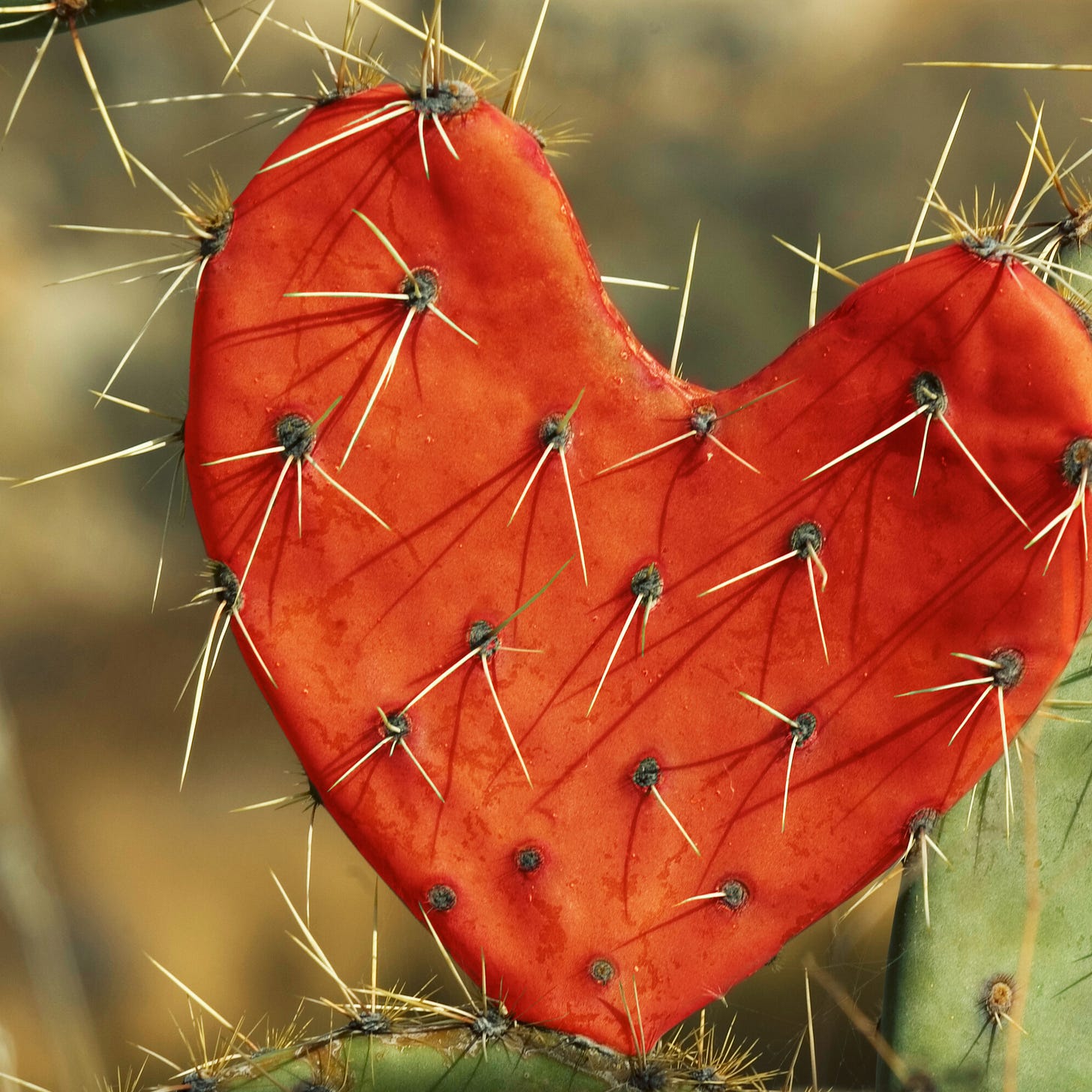 Red heart-shaped cactus full of needles